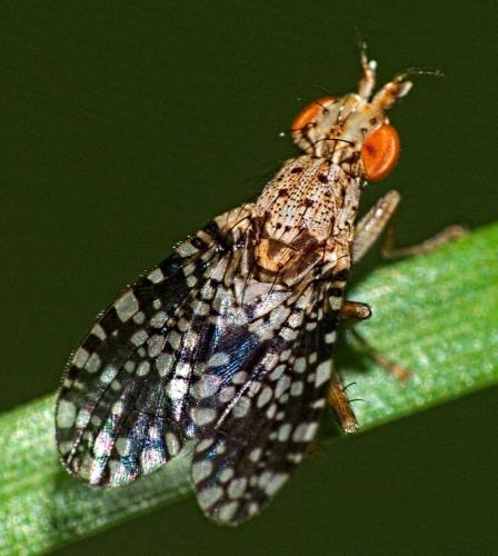 Réf. 342 803 : Trypetoptera punctulata